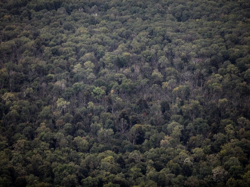 Wald, über dts Nachrichtenagentur