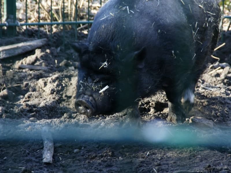 Angler Sattelschwein, über dts Nachrichtenagentur