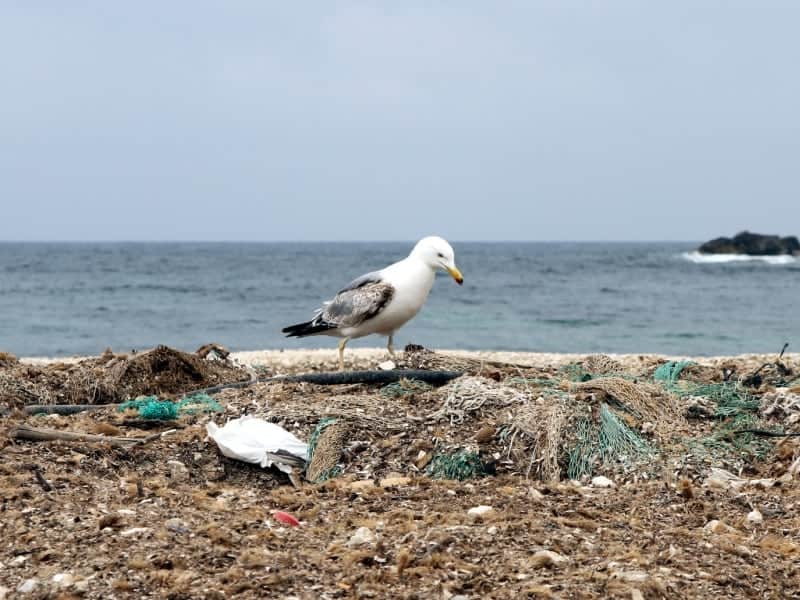 Möwe auf einem Müllhaufen am Meer, über dts Nachrichtenagentur