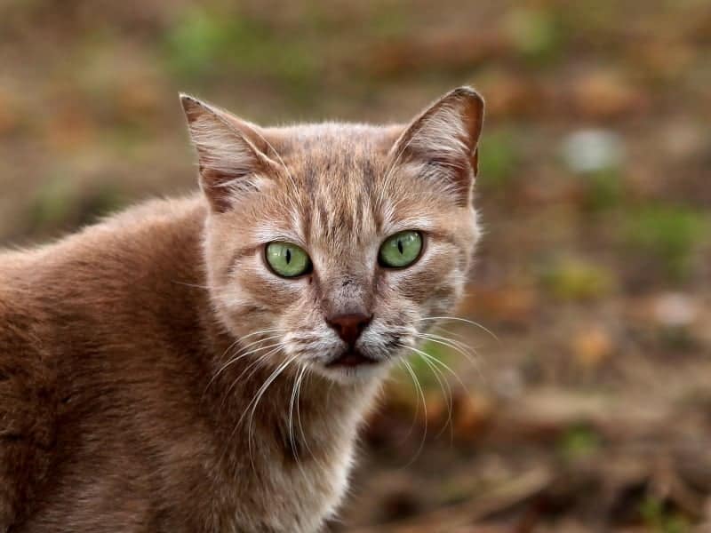 Katze, über dts Nachrichtenagentur