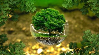 Gütesiegel klimabewusste Unternehmen im Emsland vergeben