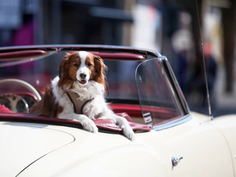 Hund in einem Oldtimer, über dts Nachrichtenagentur