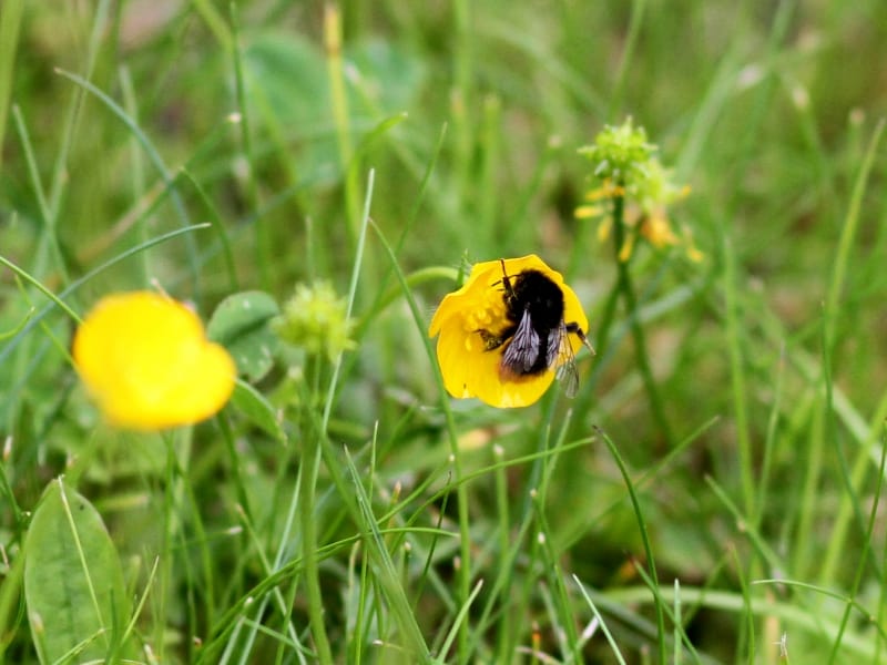 Hummel bestäubt Blüte, über dts Nachrichtenagentur