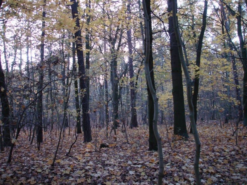 Wald, über dts Nachrichtenagentur