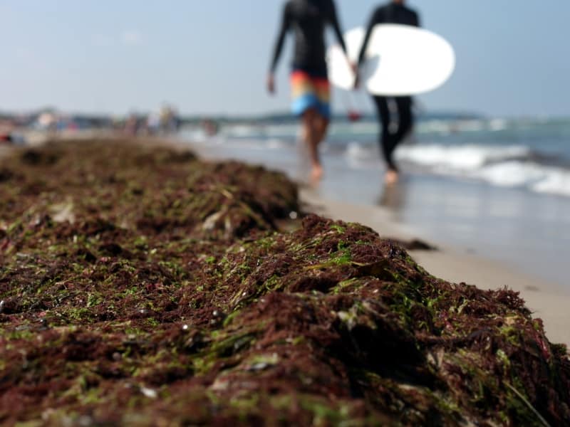 Algen am Strand, über dts Nachrichtenagentur