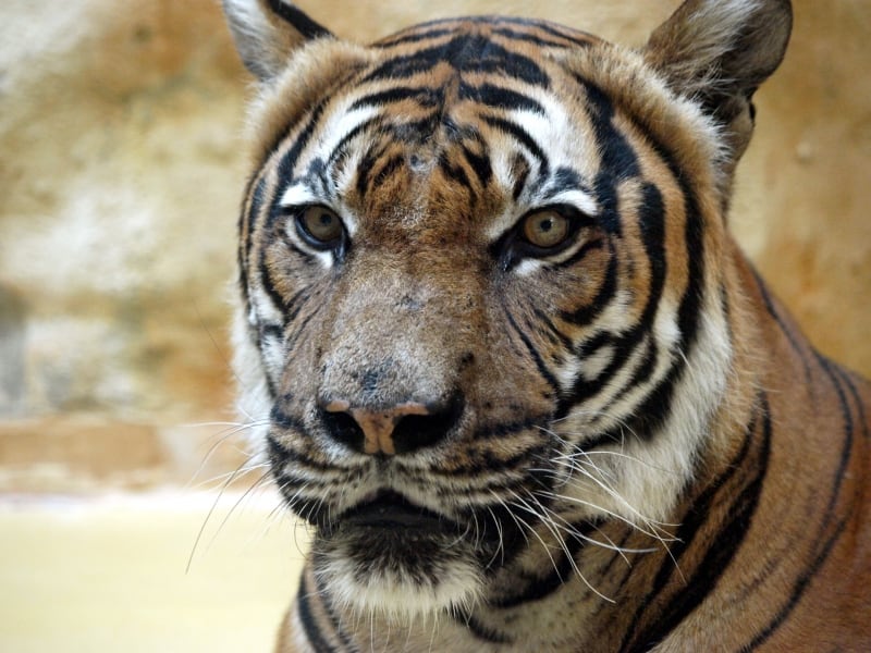 Malaysia-Tiger, über dts Nachrichtenagentur