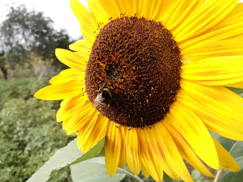 Hummel bestäubt Sonnenblume, über dts Nachrichtenagentur