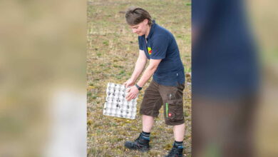 Tierpark-Mitarbeiterin Anne Linow bringt Feldgrillen im Naturschutzgebiet Tillenberge aus