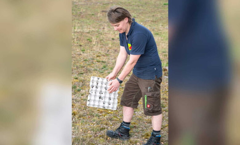 Tierpark-Mitarbeiterin Anne Linow bringt Feldgrillen im Naturschutzgebiet Tillenberge aus