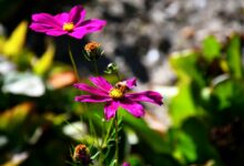 Biene sammelt Nektar auf einer rosa Blüte