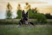 Deutscher Schäferhund auf einer Wiese