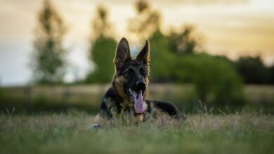 Deutscher Schäferhund auf einer Wiese