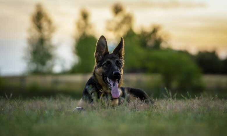 Deutscher Schäferhund auf einer Wiese