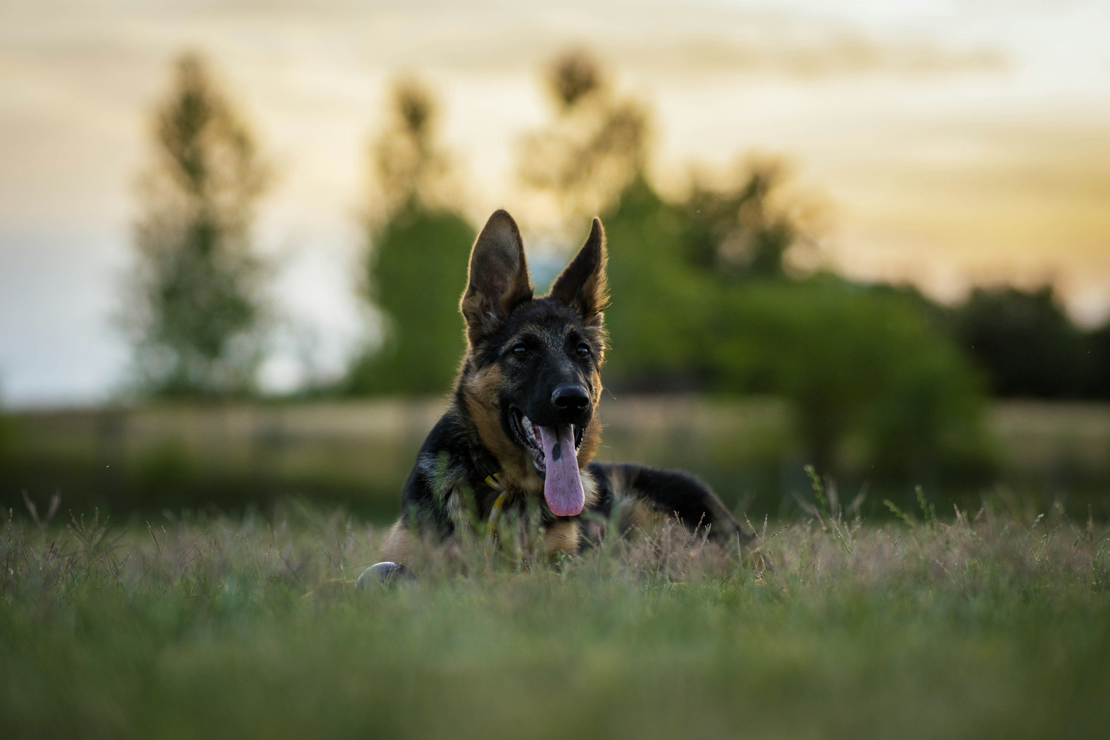 Deutscher Schäferhund auf einer Wiese