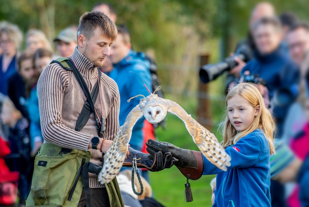 Weisskopfseeadler fliegt bei einer Falknervorfuehrung ueber die Vechtewiese im Tierpark Nordhorn
