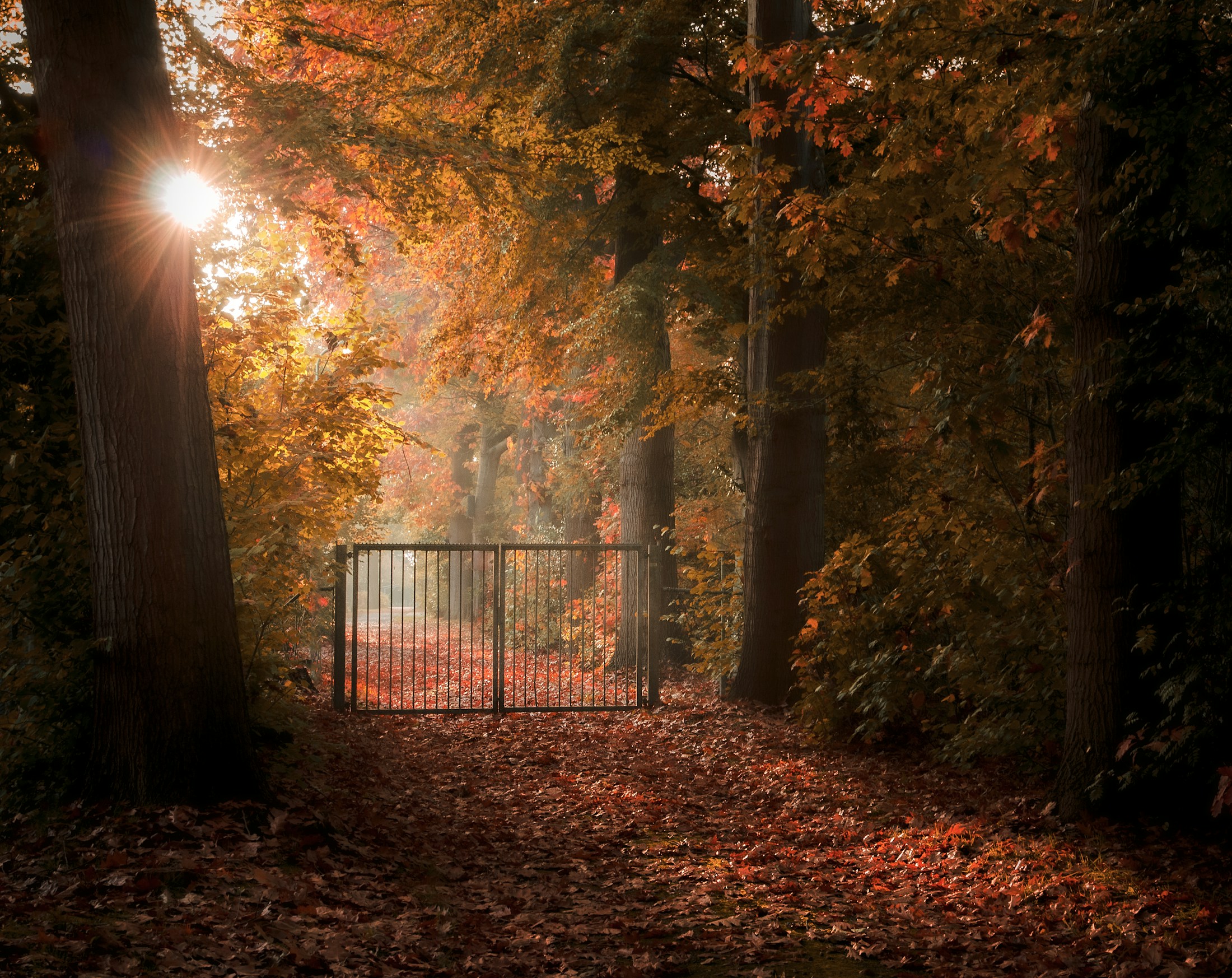 Geschlossenes Tor an einem Weg zwischen Bäumen, Symbolbild für den gesperrten Westteil des Stadtparks Papenburg