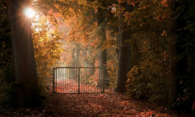 Geschlossenes Tor an einem Weg zwischen Bäumen, Symbolbild für den gesperrten Westteil des Stadtparks Papenburg
