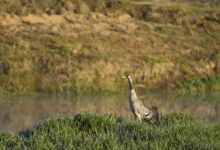 Kranich steht auf einer Wiese am Wasser