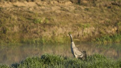 Kranich steht auf einer Wiese am Wasser