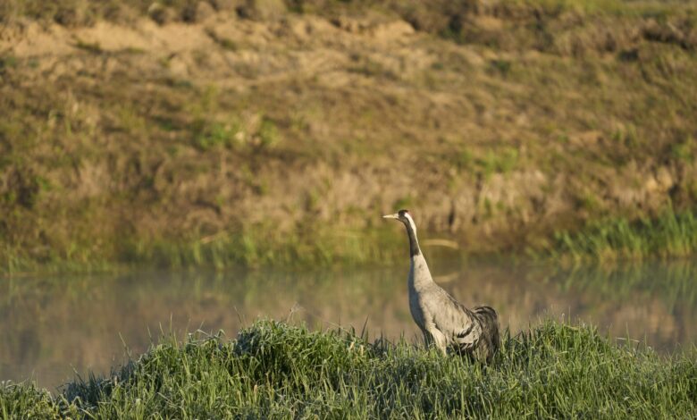 Kranich steht auf einer Wiese am Wasser