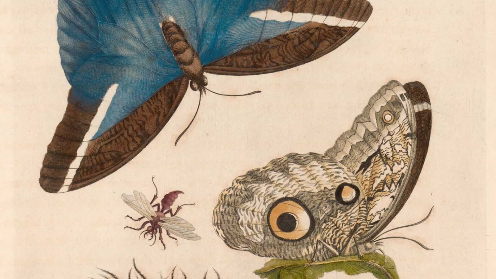 Insektendarstellung von Maria Sibylla Merian aus ihrem Suriname-Werk