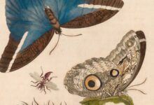 Insektendarstellung von Maria Sibylla Merian aus ihrem Suriname-Werk