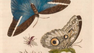 Insektendarstellung von Maria Sibylla Merian aus ihrem Suriname-Werk