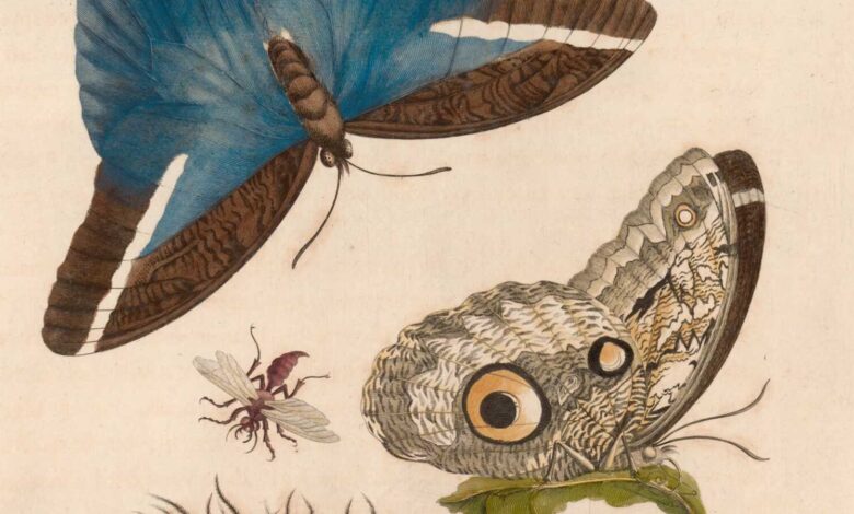 Insektendarstellung von Maria Sibylla Merian aus ihrem Suriname-Werk