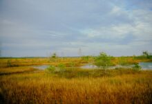 Moorlandschaft mit Gräsern und offenen Wasserflächen