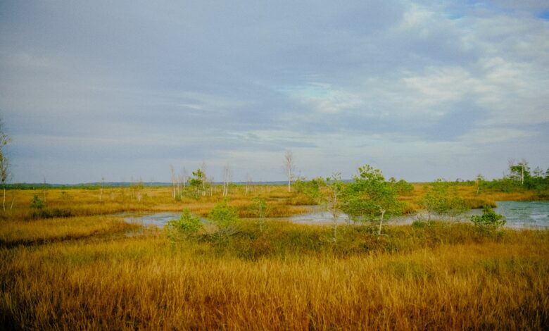 Moorlandschaft mit Gräsern und offenen Wasserflächen