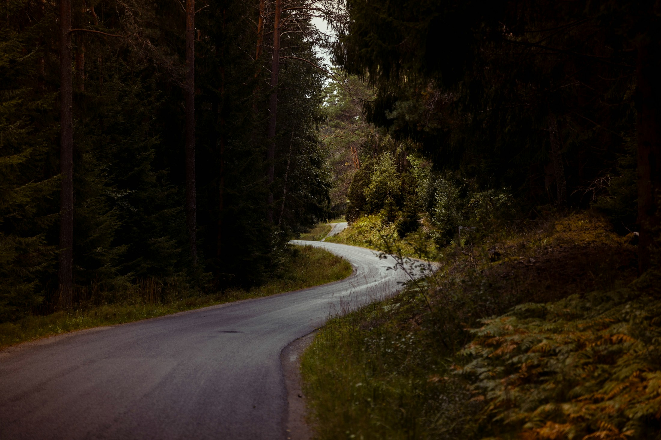 Kurvige Landstraße zwischen Bäumen