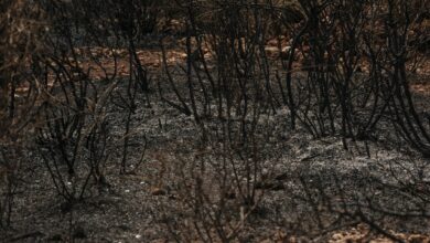 Verbrannter Boden mit verkohlten Bäumen nach einem Feuer