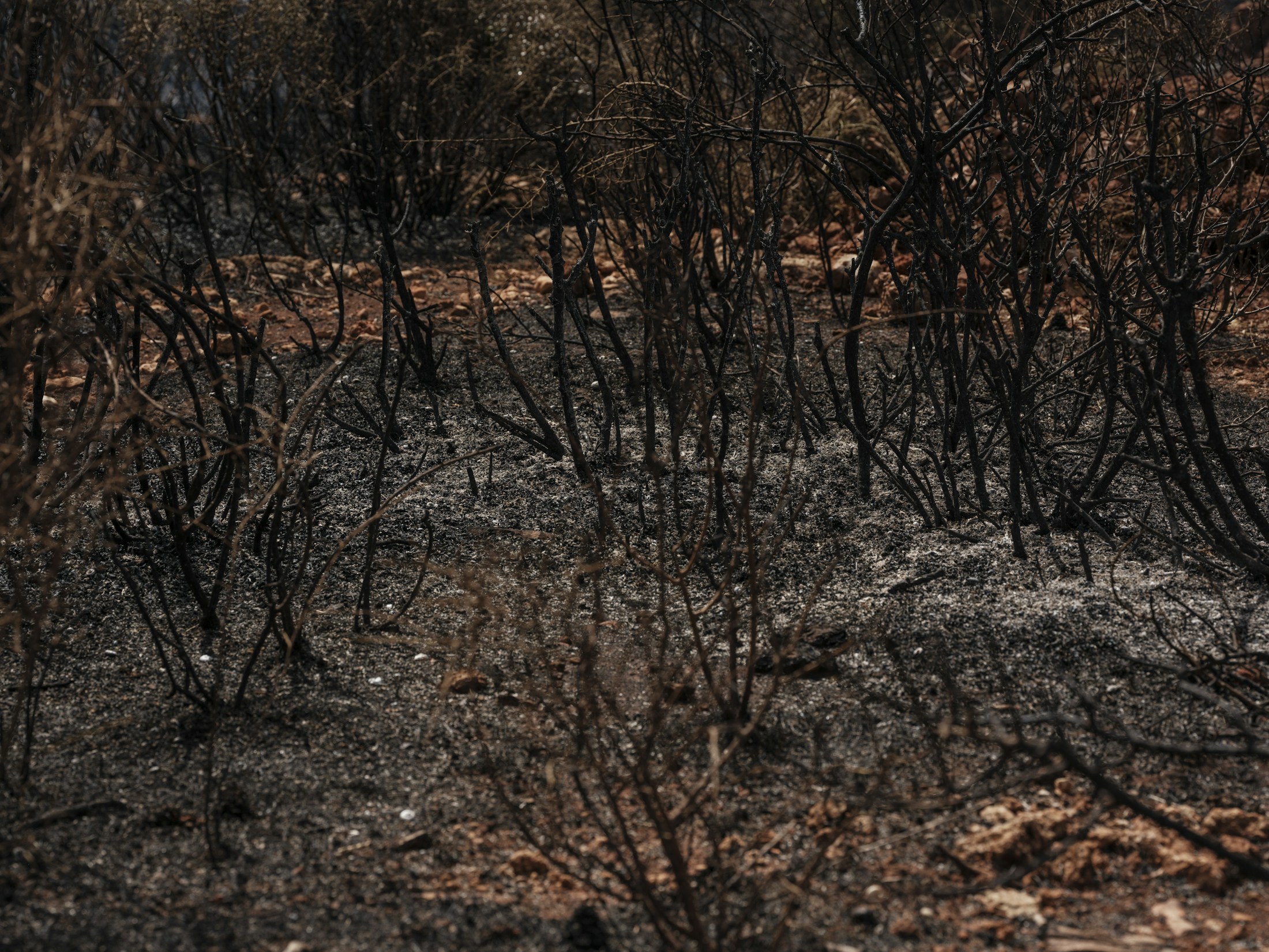 Verbrannter Boden mit verkohlten Bäumen nach einem Feuer