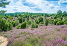 Blühende Heidelandschaft mit Wacholderbüschen im Hümmling