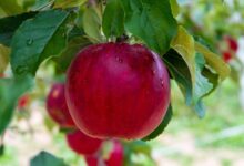 Reife Äpfel werden im Obstgarten gepflückt