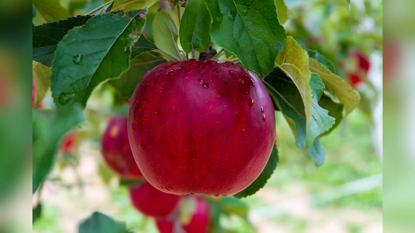 Reife Äpfel werden im Obstgarten gepflückt