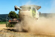 Mähdrescher wirbelt bei der Getreideernte Staub auf