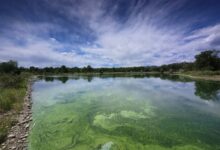 Grüne Algenblüte bedeckt die Wasseroberfläche eines Sees