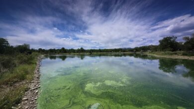 Grüne Algenblüte bedeckt die Wasseroberfläche eines Sees