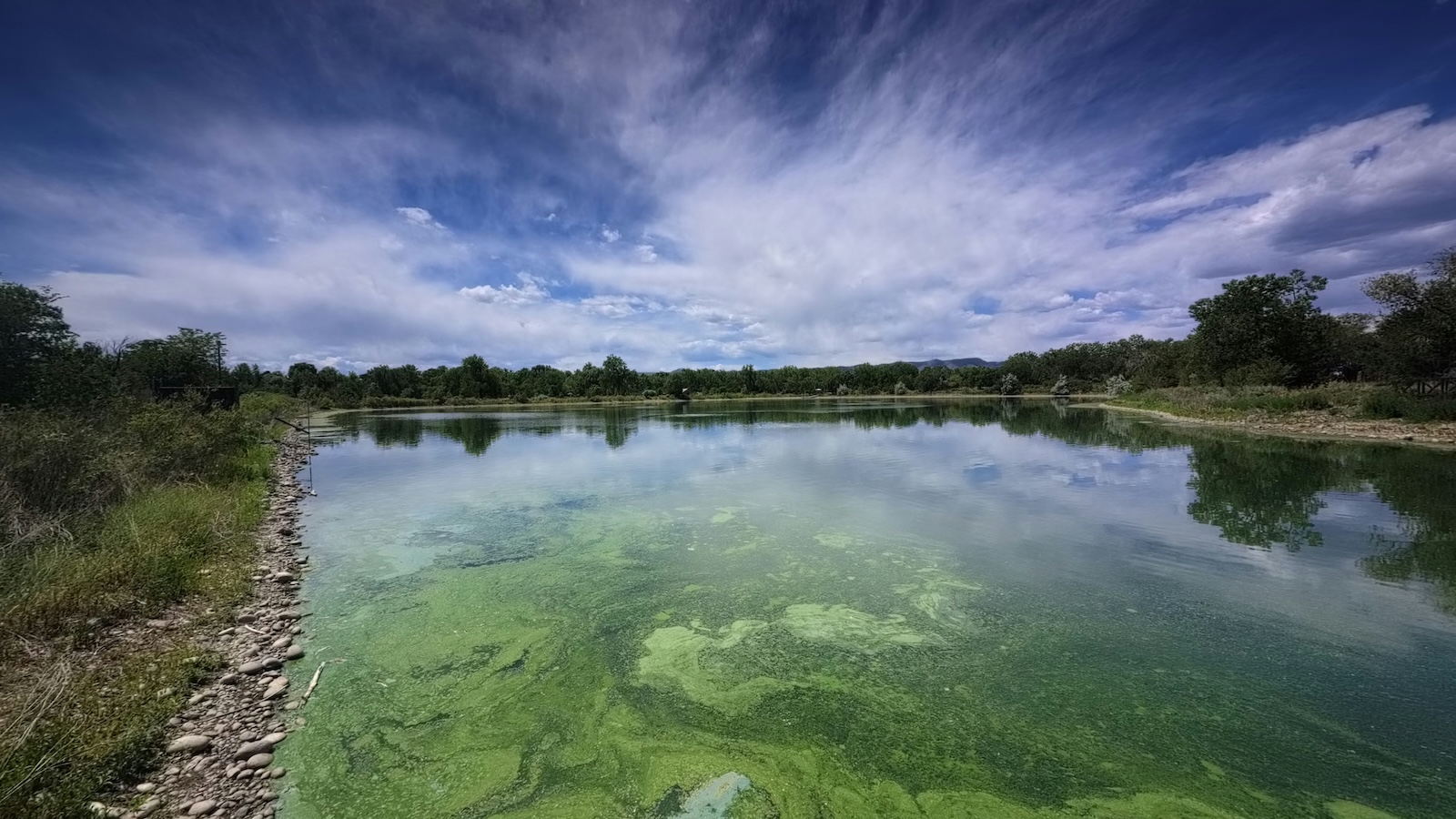 Grüne Algenblüte bedeckt die Wasseroberfläche eines Sees