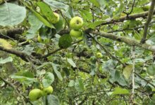 Apfelbaum, Symbolbild zur Klima-Baum-Aktion der Stadt Nordhorn