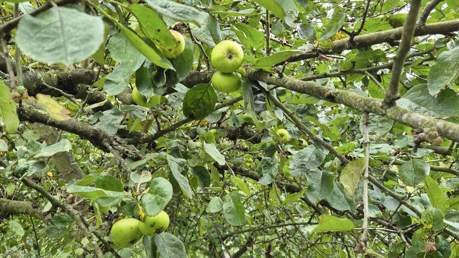 Apfelbaum, Symbolbild zur Klima-Baum-Aktion der Stadt Nordhorn