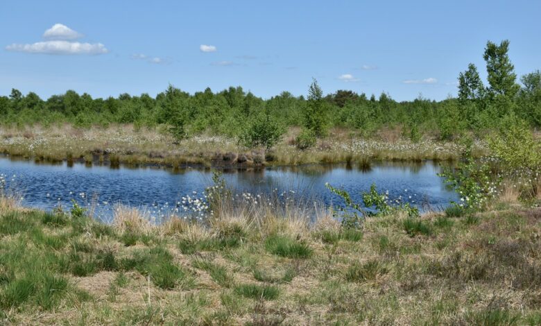 Moorlandschaft mit Heideflächen (Symbolbild)