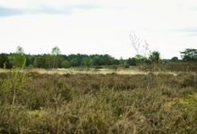 Symbolbild: Weite Heide- und Moorlandschaft