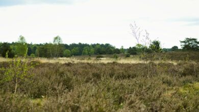 Symbolbild: Weite Heide- und Moorlandschaft