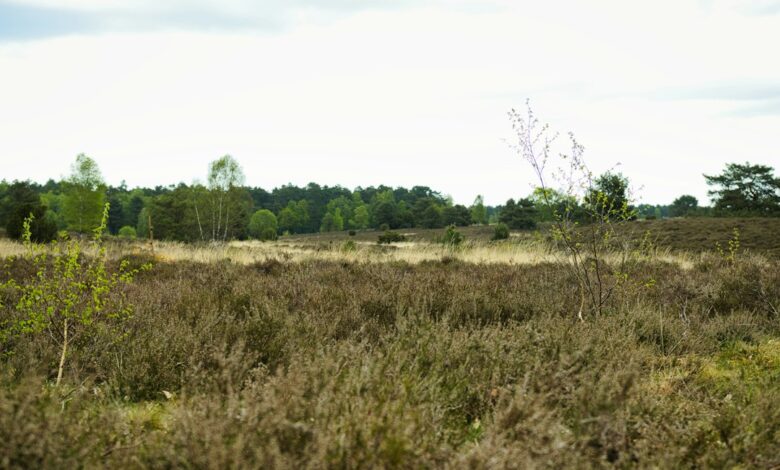 Symbolbild: Weite Heide- und Moorlandschaft