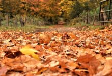 Herbstlicher Blick in den Wacholderhain Bardel bei Bad Bentheim