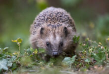 Ein Igel sucht Nahrung im Laubhaufen im Garten