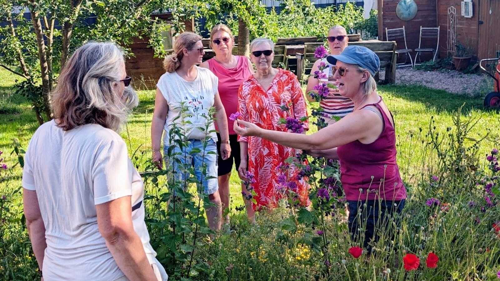 Blühendes Johanniskraut im Bibelgarten Twist
