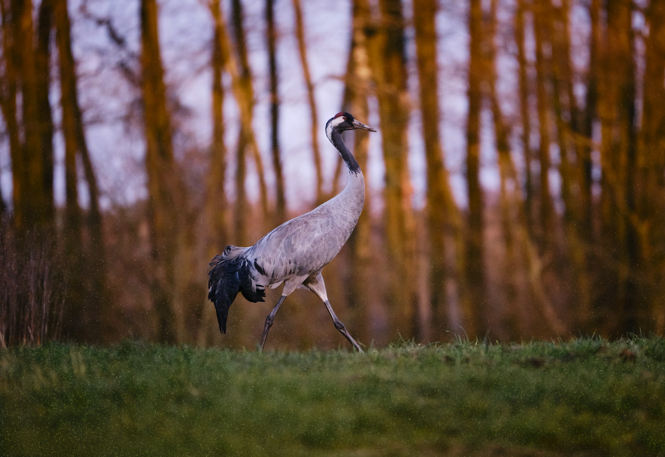 Ein Kranich läuft bei Sonnenuntergang über eine Wiese, Symbolbild zur Wahl Vogel des Jahres 2027